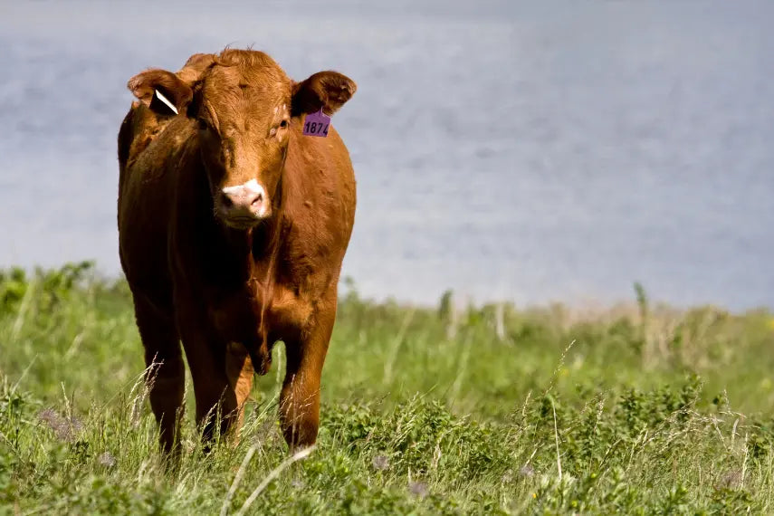 The Benefits of Colostrum: Nature’s First Food for Lifelong Health